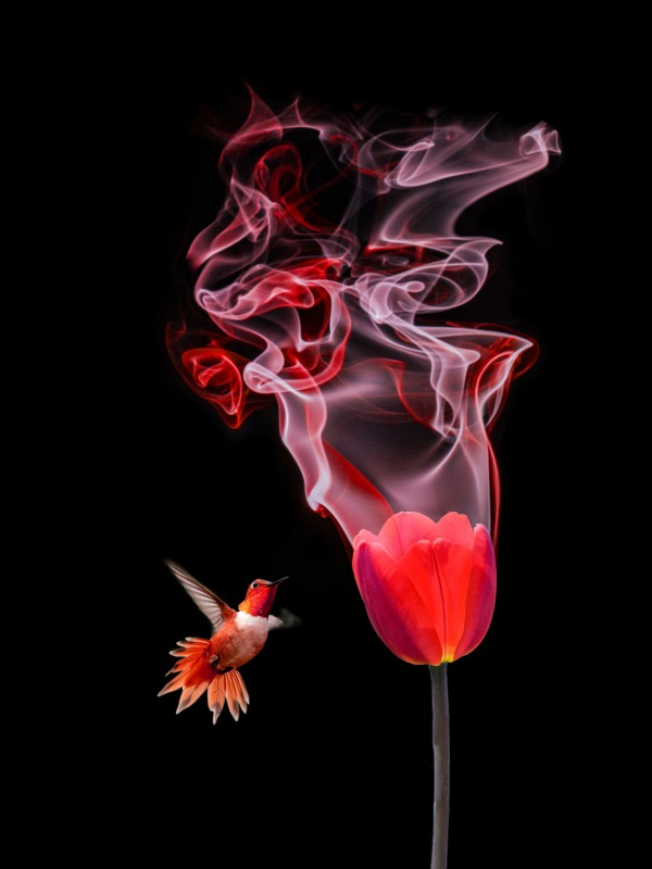 Stop and smell the colors - 1 of 8 by Rafael Ramirez